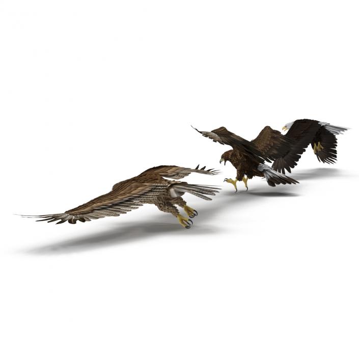 Rigged Eagles 3D Models Collection 3D model