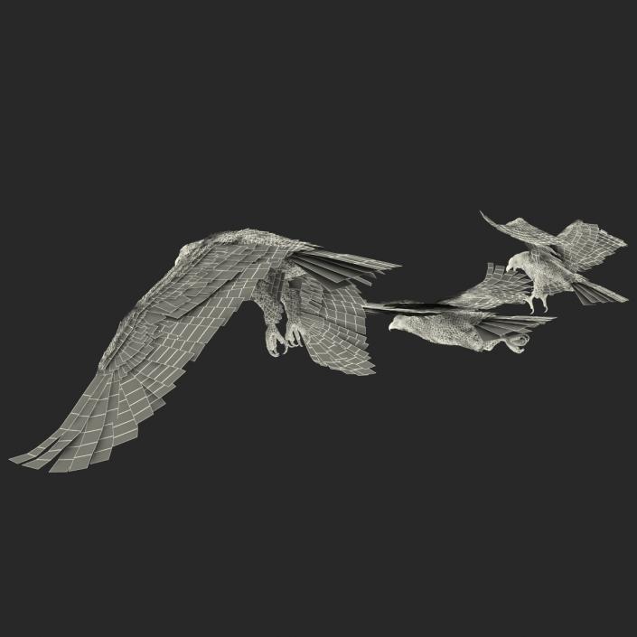 Rigged Eagles 3D Models Collection 3D model