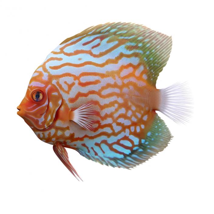 3D Symphysodon Fish