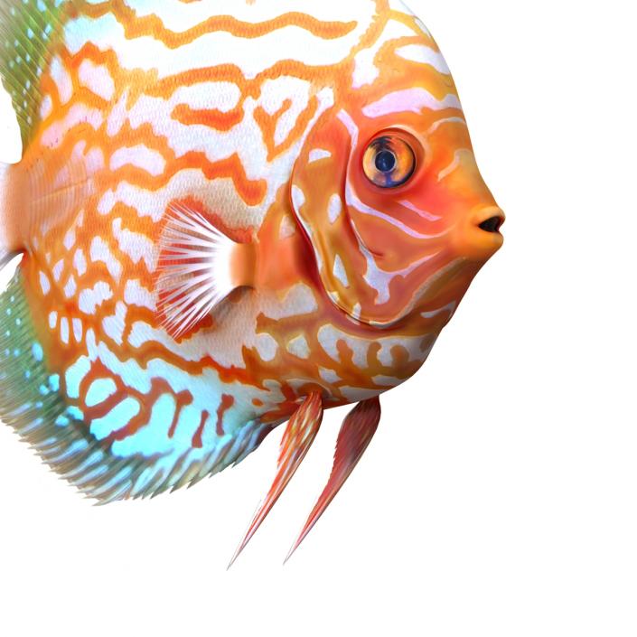 3D Symphysodon Fish