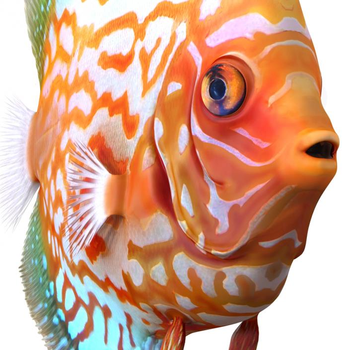 3D Symphysodon Fish