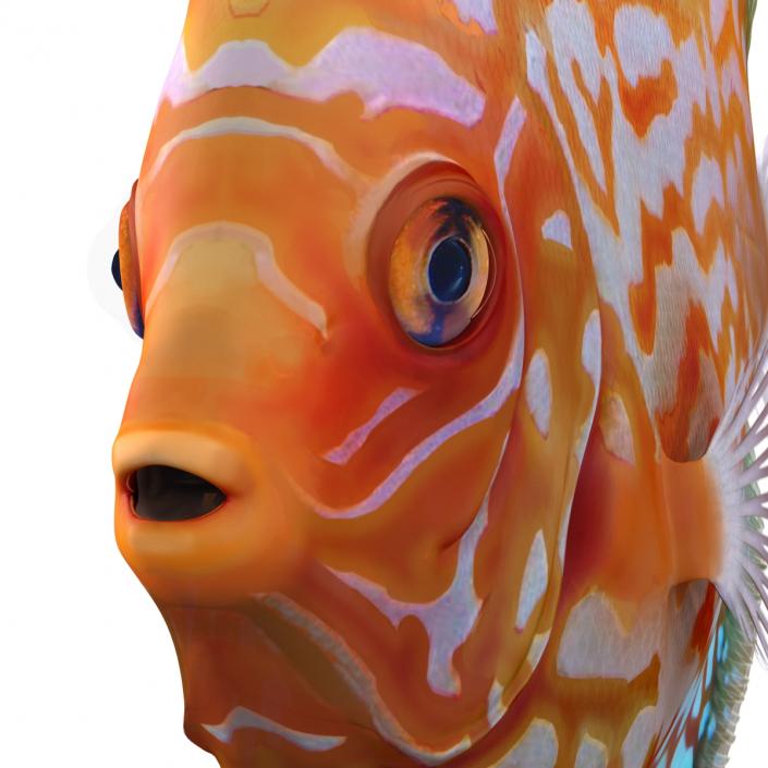 3D Symphysodon Fish