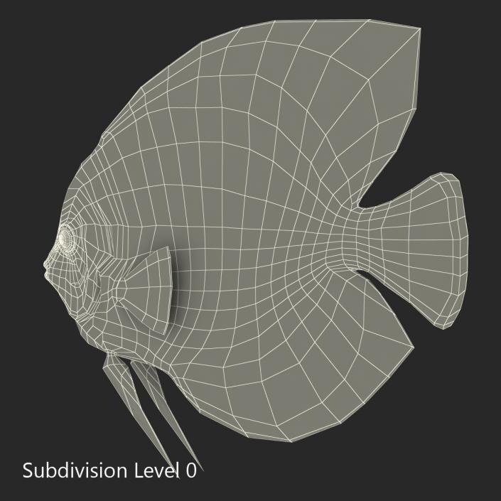 3D Symphysodon Fish