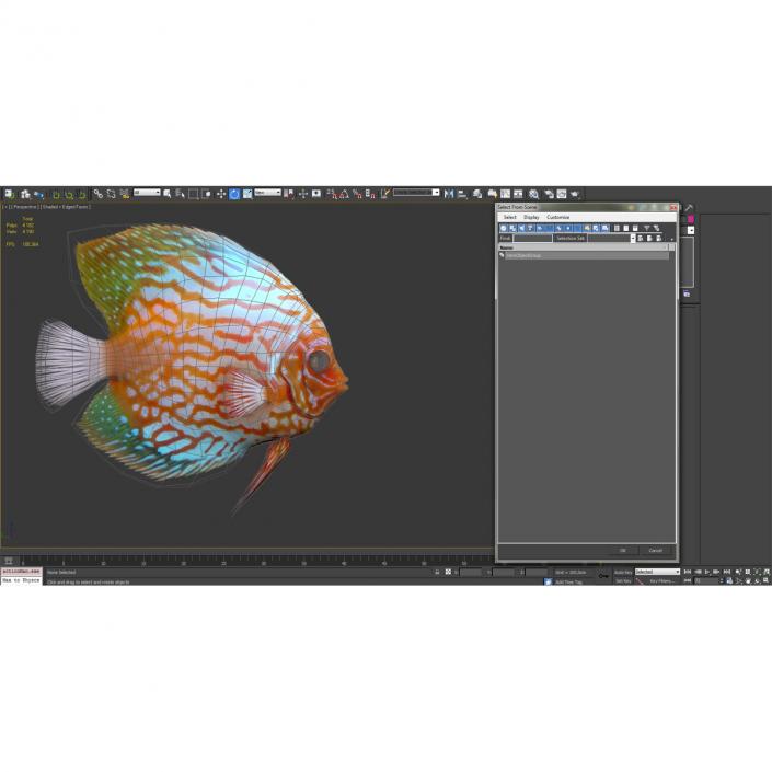 3D Symphysodon Fish