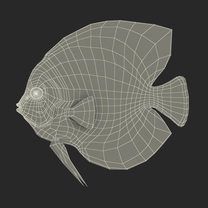 3D Symphysodon Fish