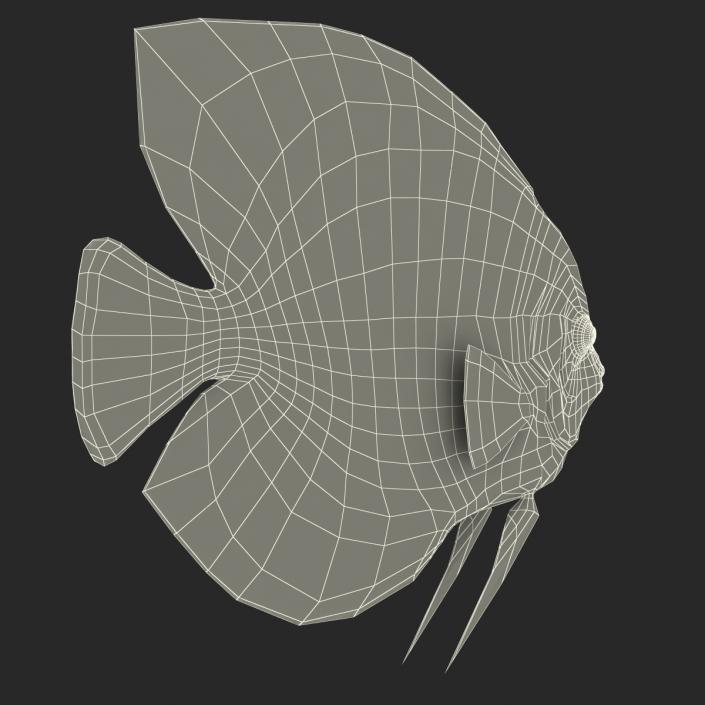 3D Symphysodon Fish