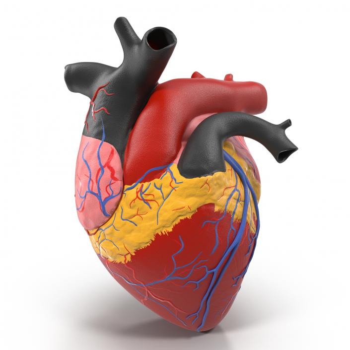 Anatomy Heart Medical Plastic 3D model