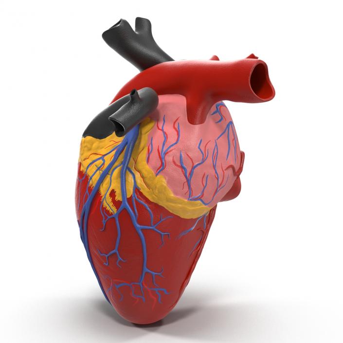 Anatomy Heart Medical Plastic 3D model