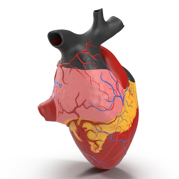 Anatomy Heart Medical Plastic 3D model