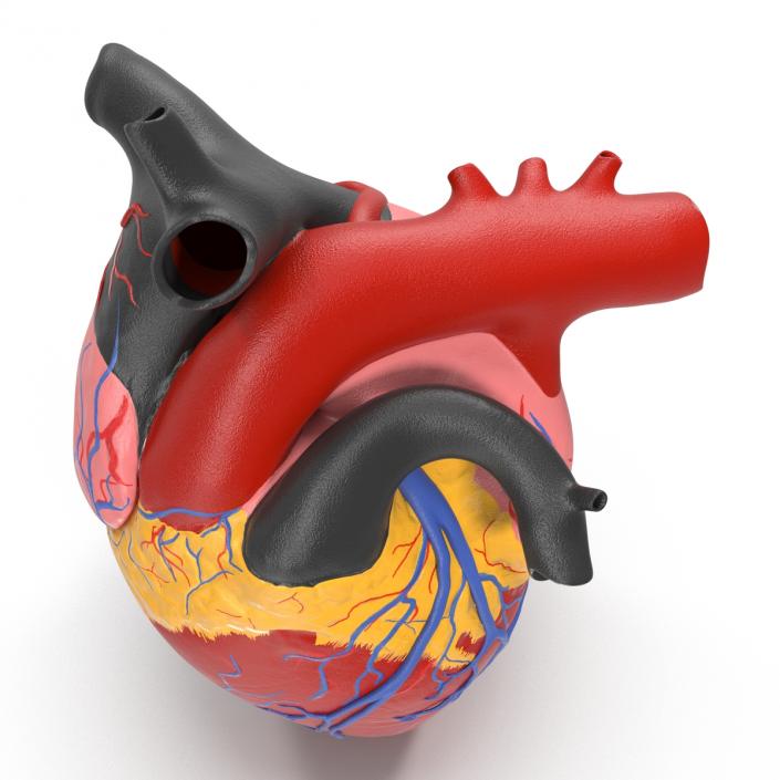 Anatomy Heart Medical Plastic 3D model