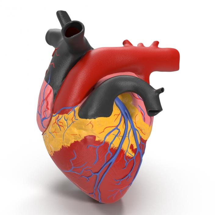 Anatomy Heart Medical Plastic 3D model