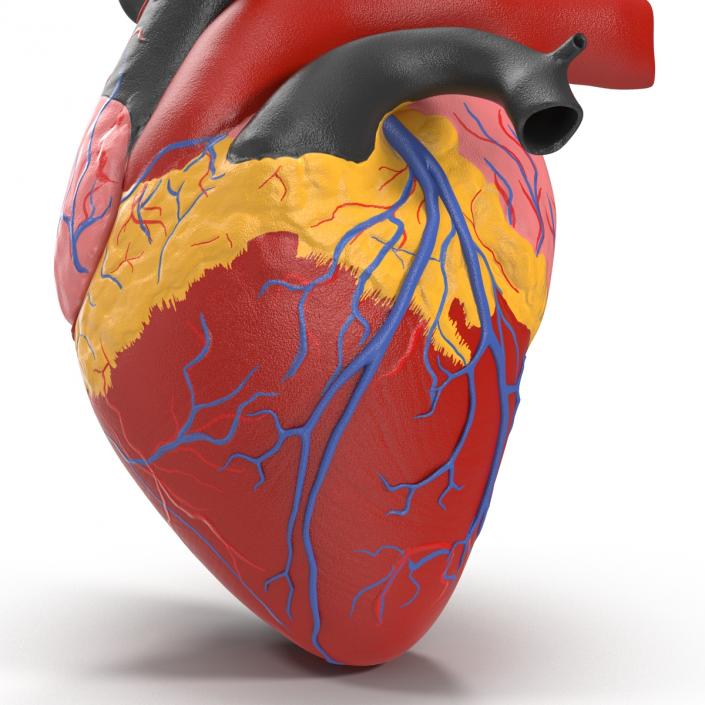 Anatomy Heart Medical Plastic 3D model