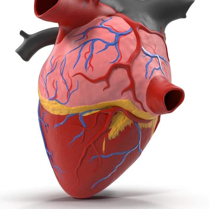 Anatomy Heart Medical Plastic 3D model