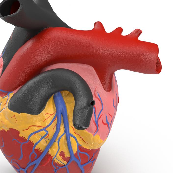 Anatomy Heart Medical Plastic 3D model