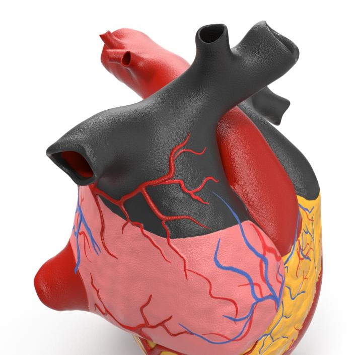 Anatomy Heart Medical Plastic 3D model