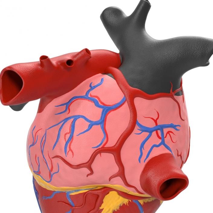 Anatomy Heart Medical Plastic 3D model