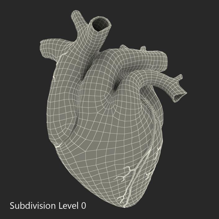 Anatomy Heart Medical Plastic 3D model