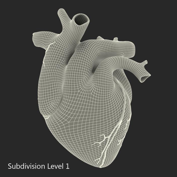 Anatomy Heart Medical Plastic 3D model