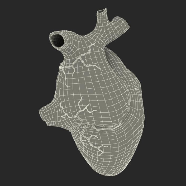 Anatomy Heart Medical Plastic 3D model