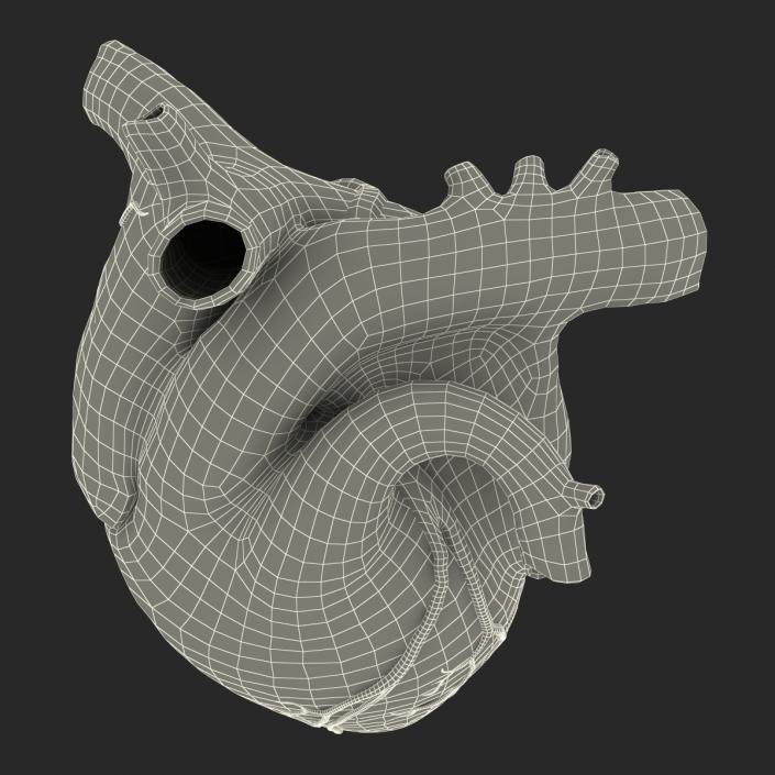 Anatomy Heart Medical Plastic 3D model