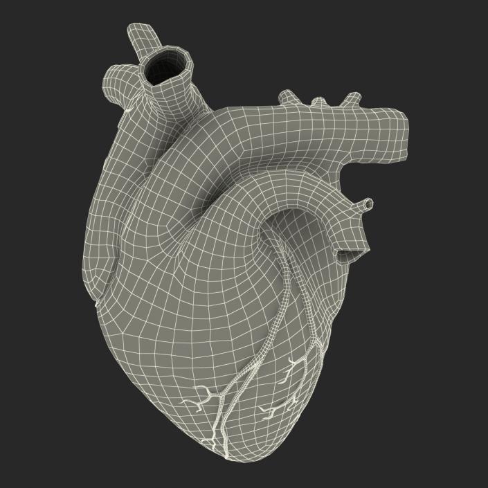 Anatomy Heart Medical Plastic 3D model