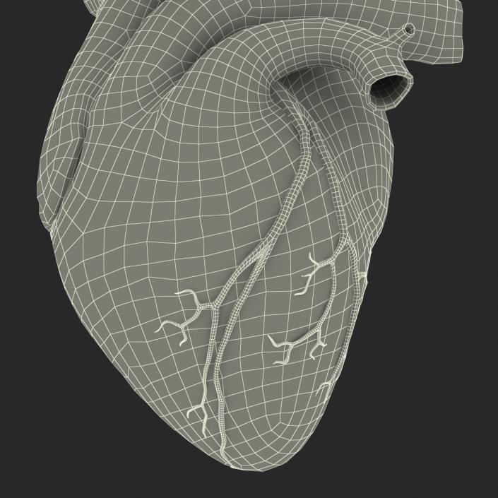 Anatomy Heart Medical Plastic 3D model