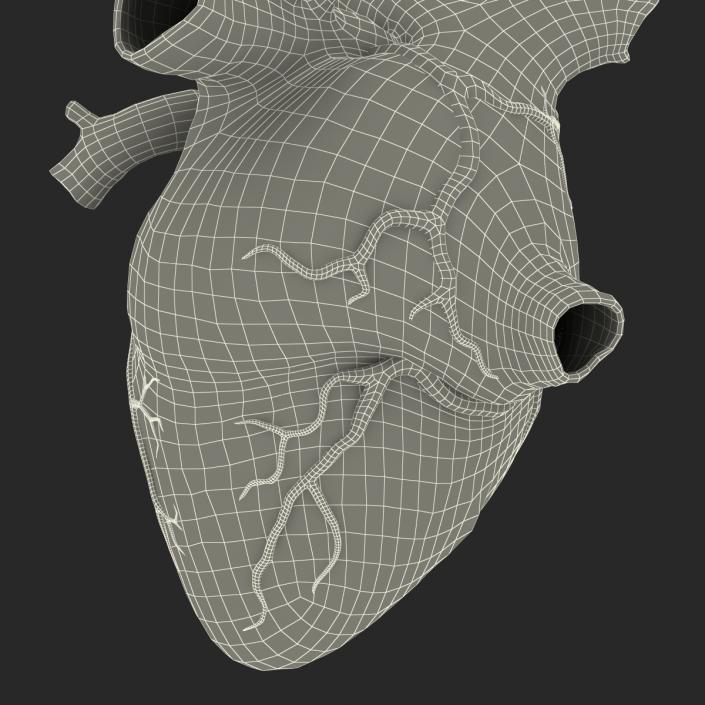 Anatomy Heart Medical Plastic 3D model