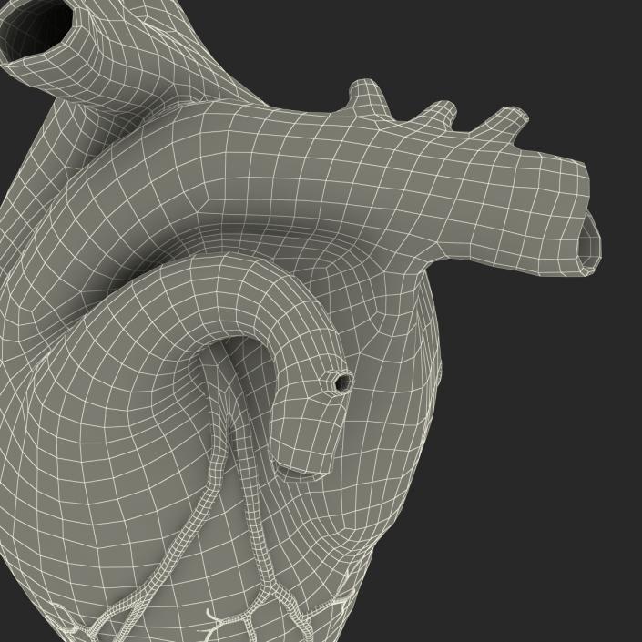 Anatomy Heart Medical Plastic 3D model