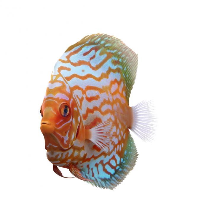 3D Symphysodon Fish Pose 2 model