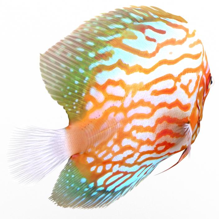 3D Symphysodon Fish Pose 2 model