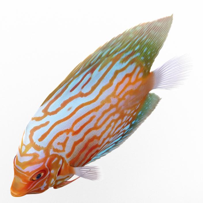 3D Symphysodon Fish Pose 2 model