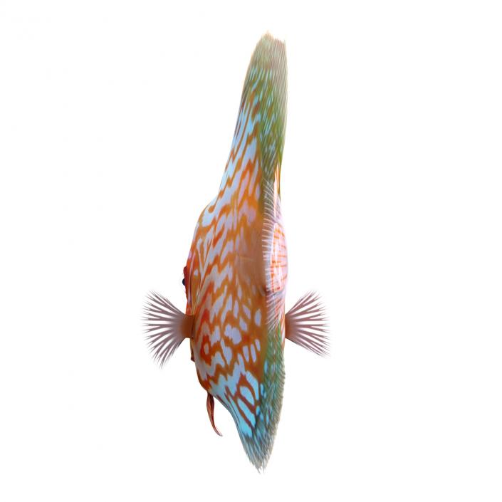 3D Symphysodon Fish Pose 2 model