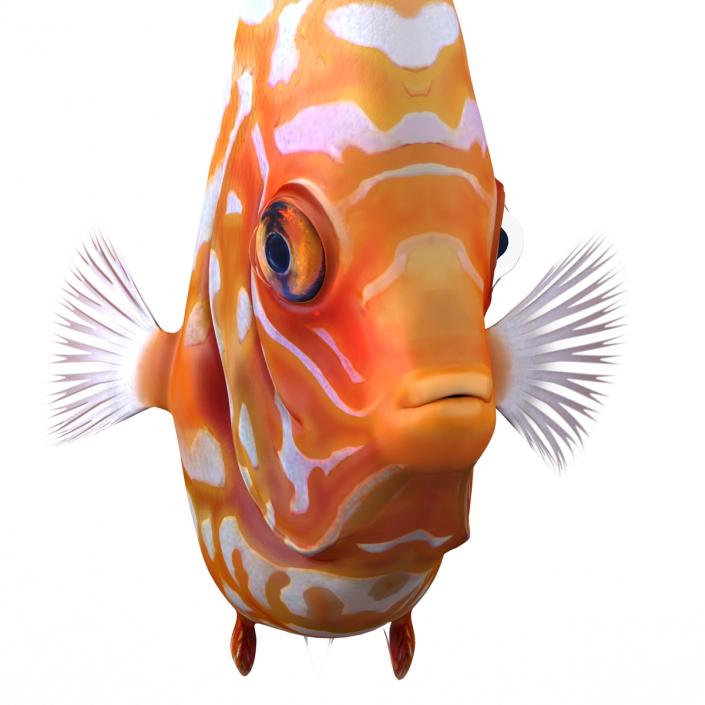 3D Symphysodon Fish Pose 2 model