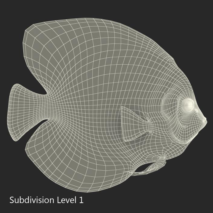 3D Symphysodon Fish Pose 2 model