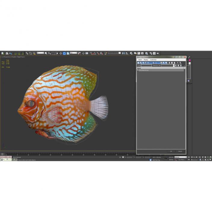 3D Symphysodon Fish Pose 2 model