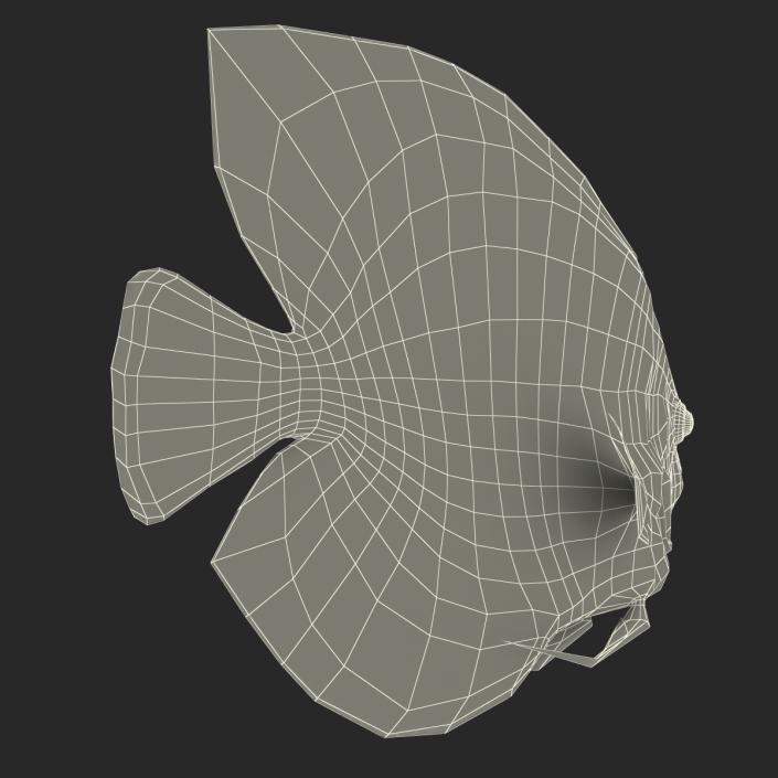 3D Symphysodon Fish Pose 2 model