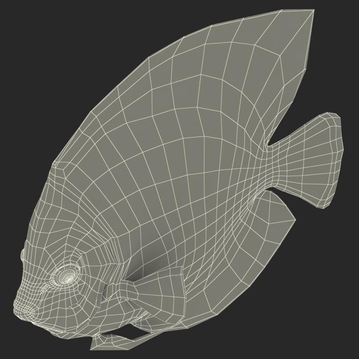 3D Symphysodon Fish Pose 2 model