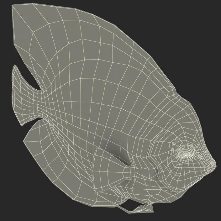 3D Symphysodon Fish Pose 2 model