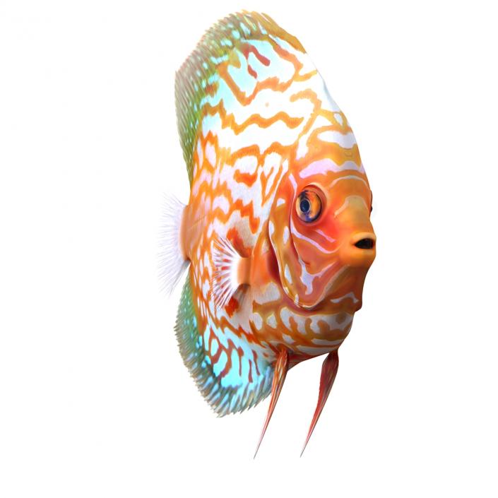 3D Symphysodon Fish Rigged model