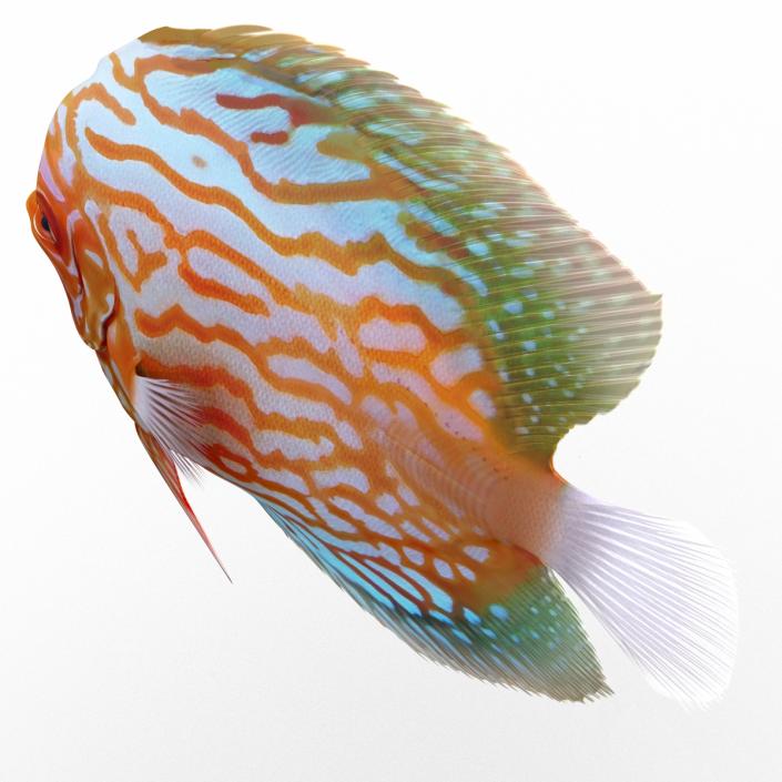 3D Symphysodon Fish Rigged model