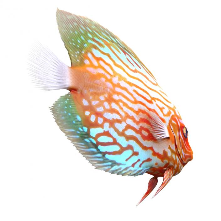 3D Symphysodon Fish Rigged model