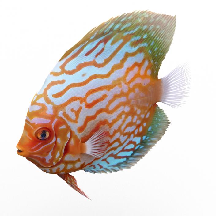 3D Symphysodon Fish Rigged model