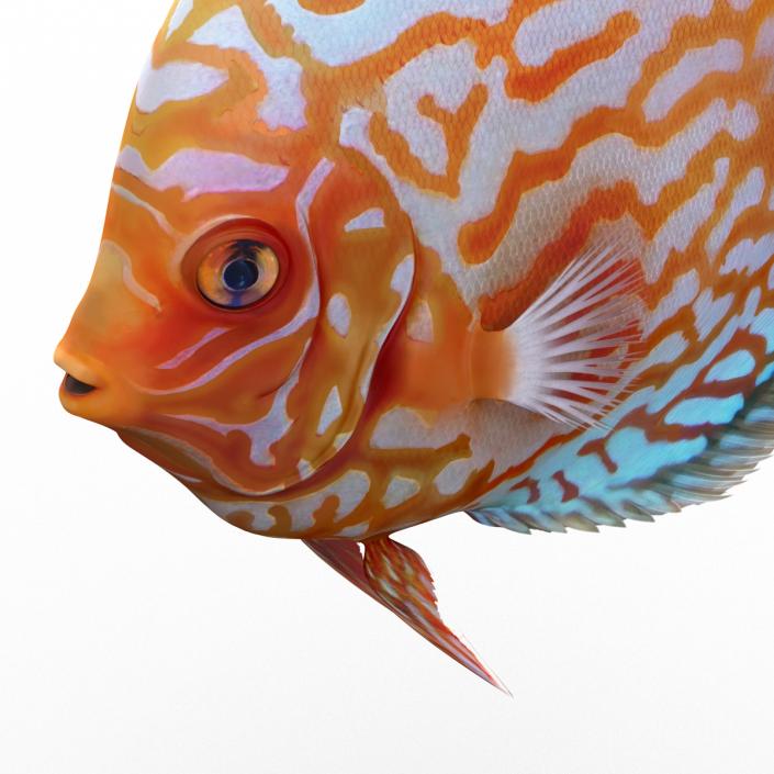 3D Symphysodon Fish Rigged model