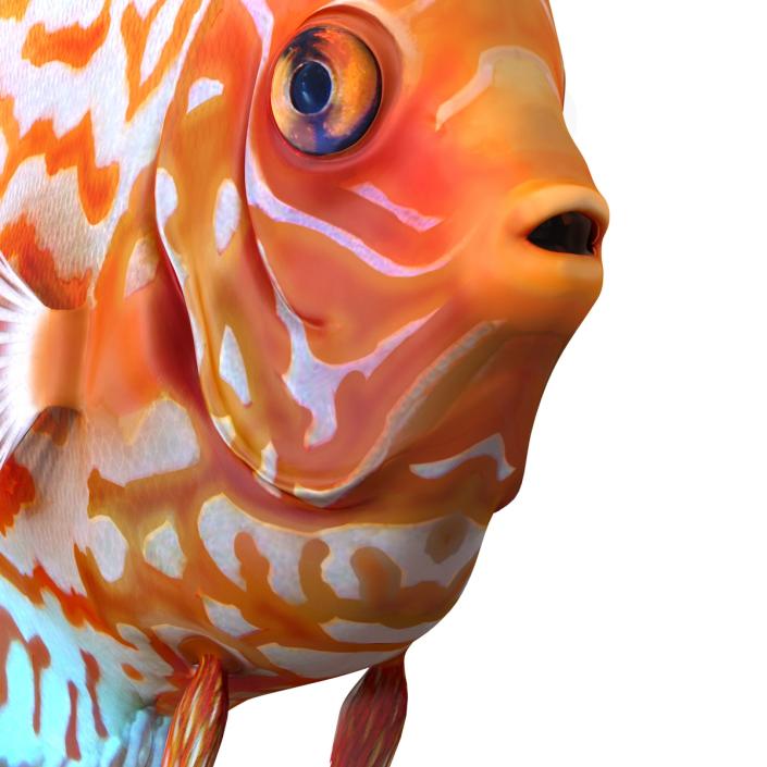 3D Symphysodon Fish Rigged model