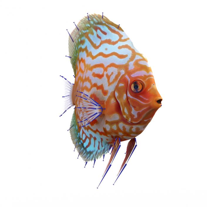 3D Symphysodon Fish Rigged model