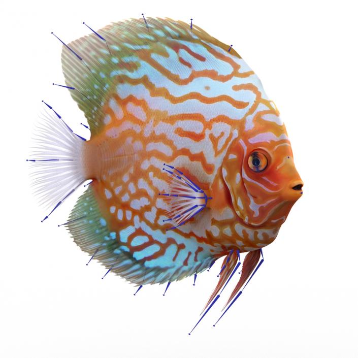 3D Symphysodon Fish Rigged model