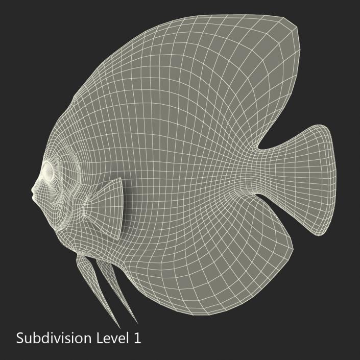 3D Symphysodon Fish Rigged model