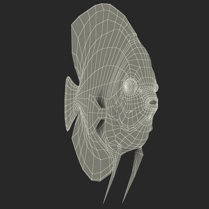 3D Symphysodon Fish Rigged model