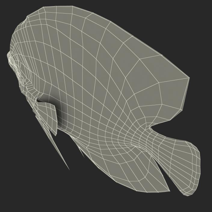 3D Symphysodon Fish Rigged model