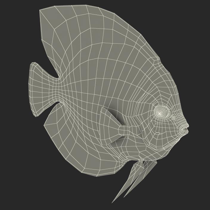 3D Symphysodon Fish Rigged model